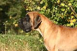 DOGUE ALLEMAND 865